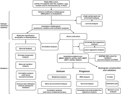 Novel Molecular Subtypes and Related Score Based on Histone Acetylation Modification in Renal Clear Cell Carcinoma